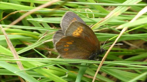 Erebia melampus